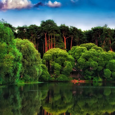 лес деревья озеро