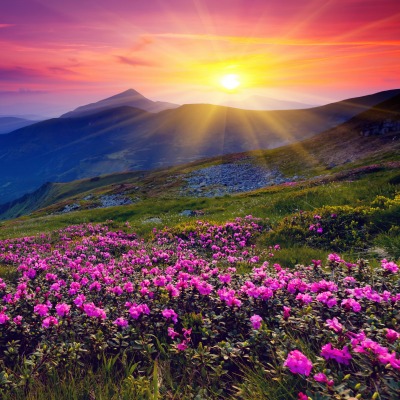 закат горы цветы поляна