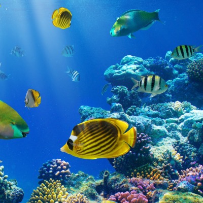мир под водой рыбы кораллы