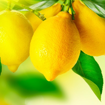лимоны цитрусовые ветка