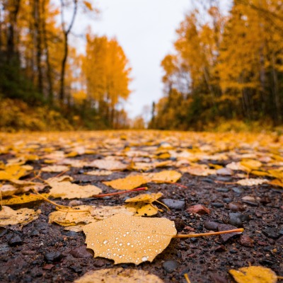 осень листья дорога асфальт