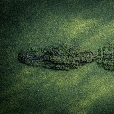 крокодил тина