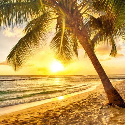 пальма море закат
