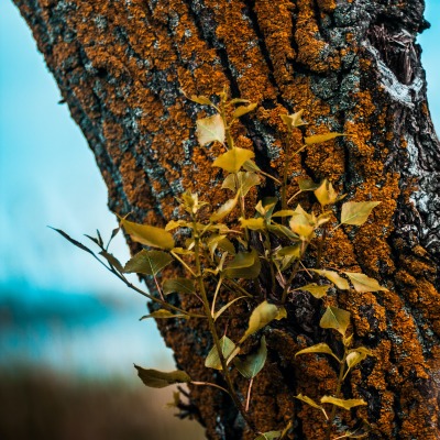 природа дерево мох