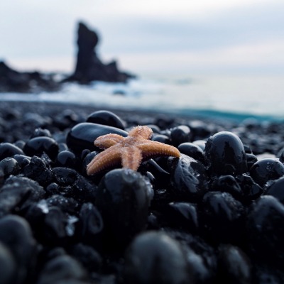 камни галька берег черные морская звезда