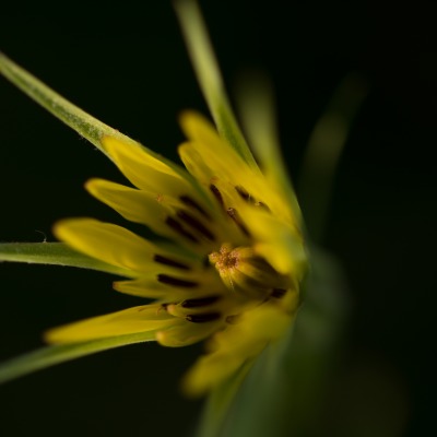 цветок одуванчик желтый темный фон