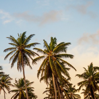 пальмы деревья верхушки