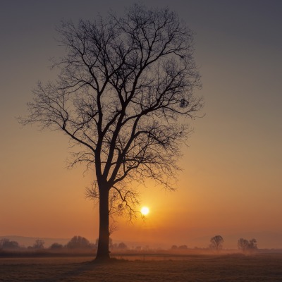 дерево рассвет туман степь