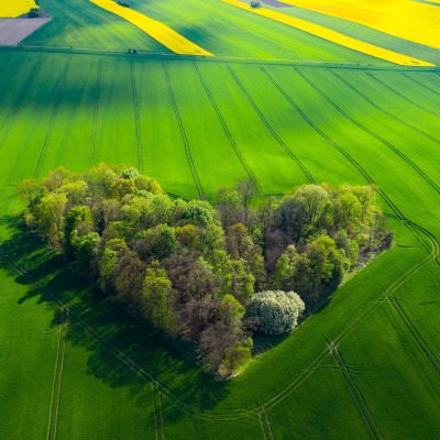 поле лесок сердце