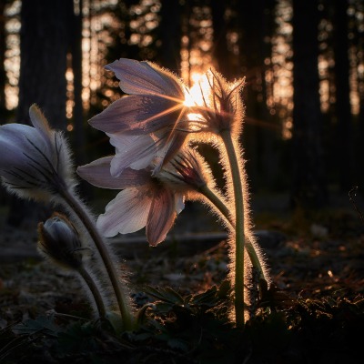 подснежники лес рассвет цветы