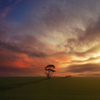 дерево поле холм облака закат одинокое дерево