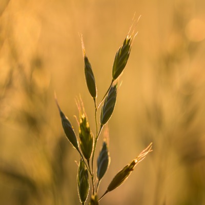 трава крупный план зерна