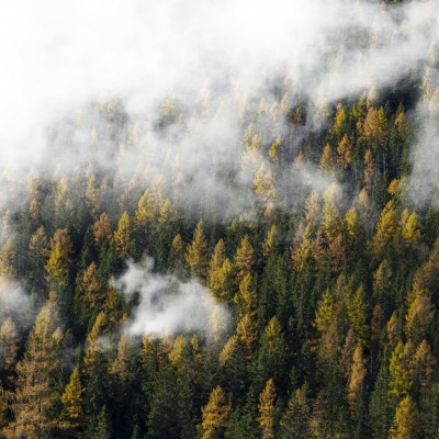 лес туман облака высота