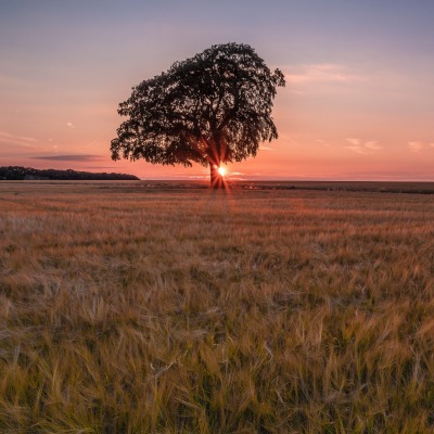 поле одинокое дерево трава рассвет горизонт