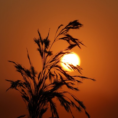 трава камыш закат солнце
