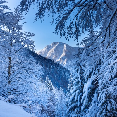 лес горы снег зима ветви