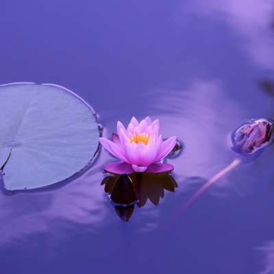 кувшинка водоем фиолетовый цветок