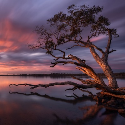 дерево озеро отражение облака закат