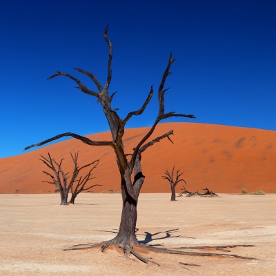 пустыня холм сухое дерево
