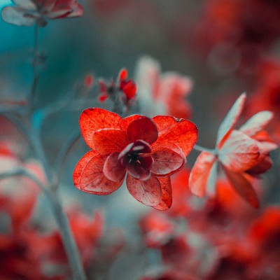цветы красные размытый фон