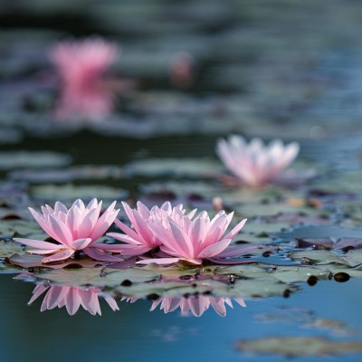 кувшинки озеро цветы