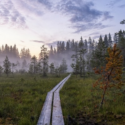 лес тропинка болото утро туман