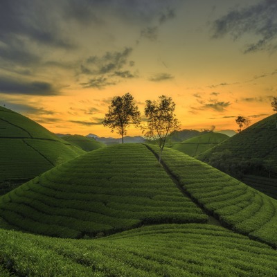 холмы зелень рис на закате