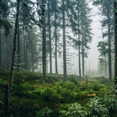 лес деревья туман холм