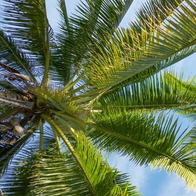 пальма кокосовая вид снизу небо
