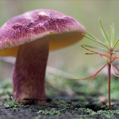 гриб крупный план мох сосна росток