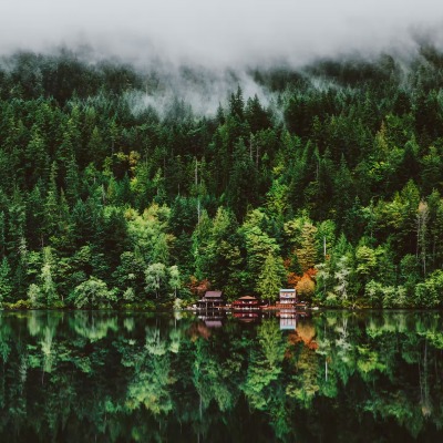 зелень лес озеро отражение природа вода туман