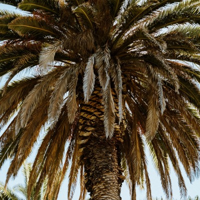 пальма ветви крупный план