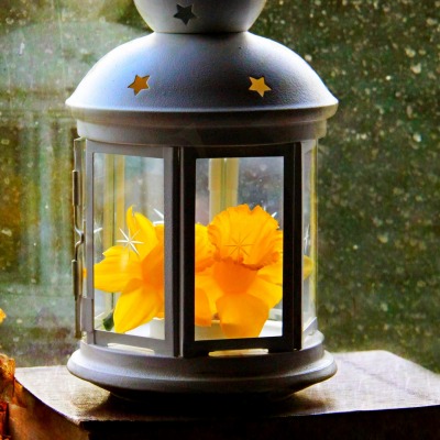 разное природа лампа цветы желтые осень