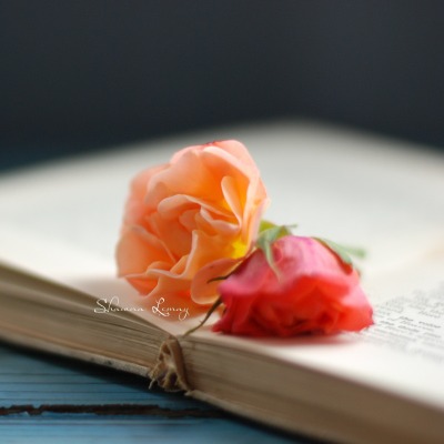 розы книга rose book