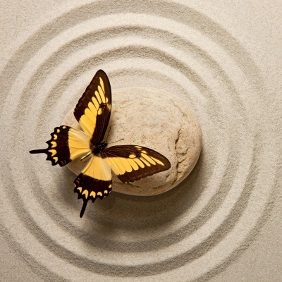 бабочка камень песок