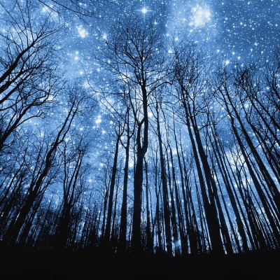 звезды лес кроны
