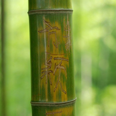 бамбук макро иероглифы