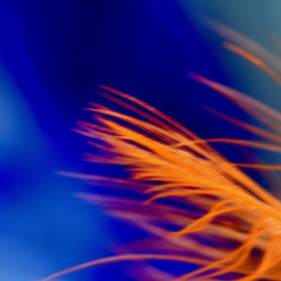 перо оранжевое синий фон