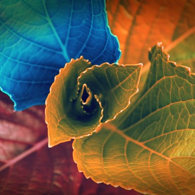 листья разноцветные креатив
