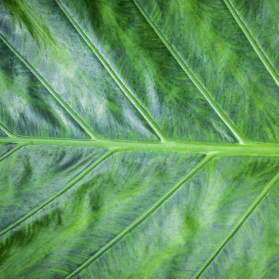 лист зеленый макро