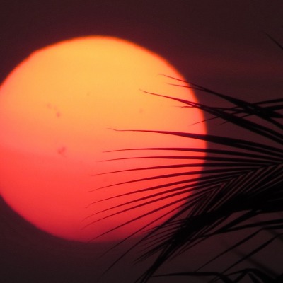 солнце пальма ветка закат