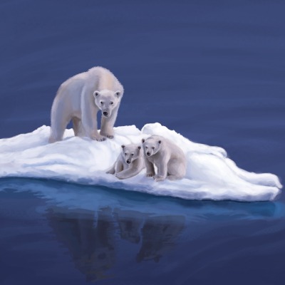 Белые медведи на льдинке