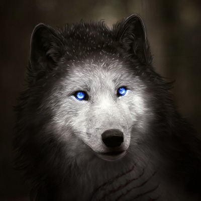 волк белый голубые глаза