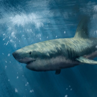 акула рисунок под водой