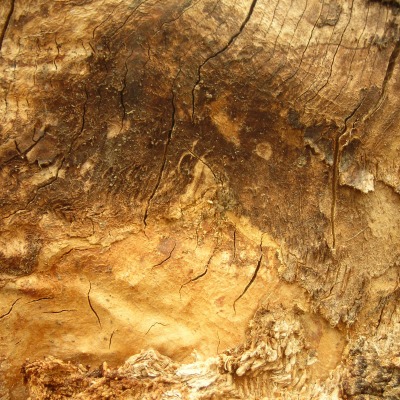 текстура дерева