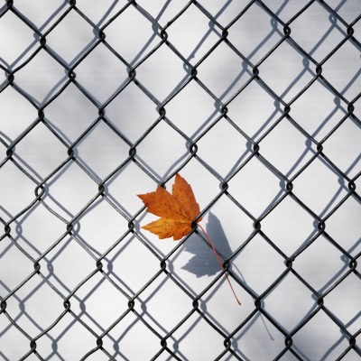 забор кленовый лист минимализм