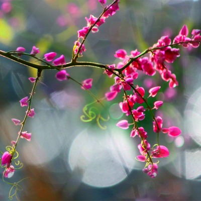 ветка весна цветение размытость