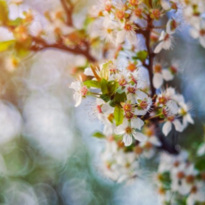 цветение весна ветка дерево