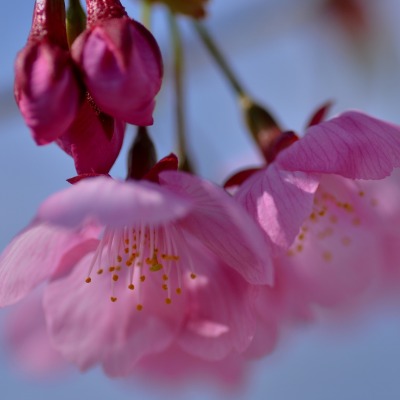 цветение весна розовый цветок