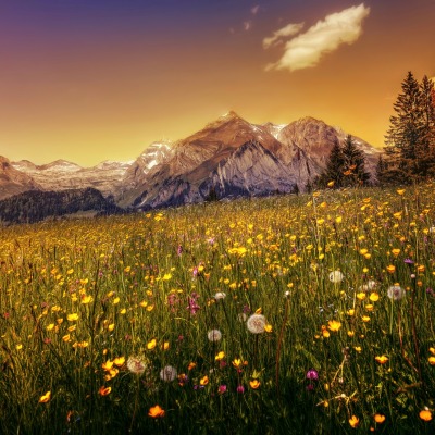 поляна цветы полевые горы вершины на закате склон